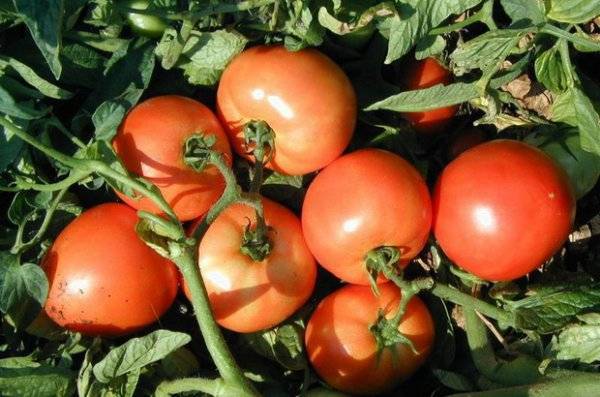 Ранние сорта помидоров низкорослых