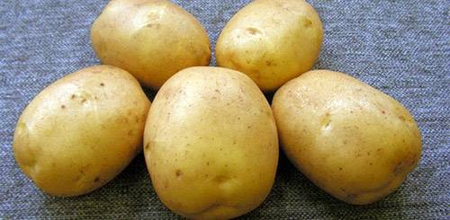 Сорт желтой картошки