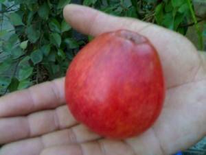 Сорт яблони квинти фото и описание