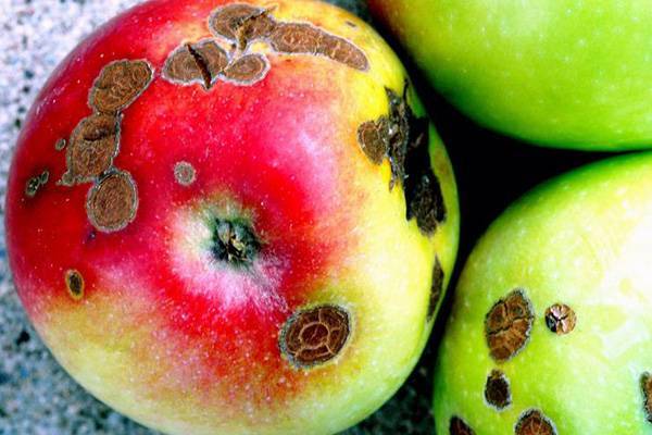 Как вылечить яблоню от парши