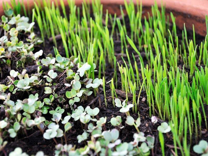 Выращивание микрозелени