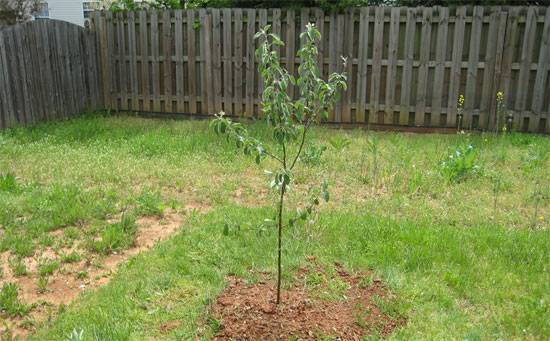 Как правильно посадить яблоню весной – схемы посадки, фото, видео