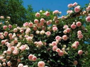 Как правильно посадить плетистую розу