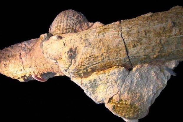Araucaria mirabilis — 160 миллионов лет назад (Аргентина)