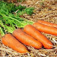Как правильно хранить морковь на зиму