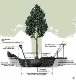 Как правильно сажать дерево