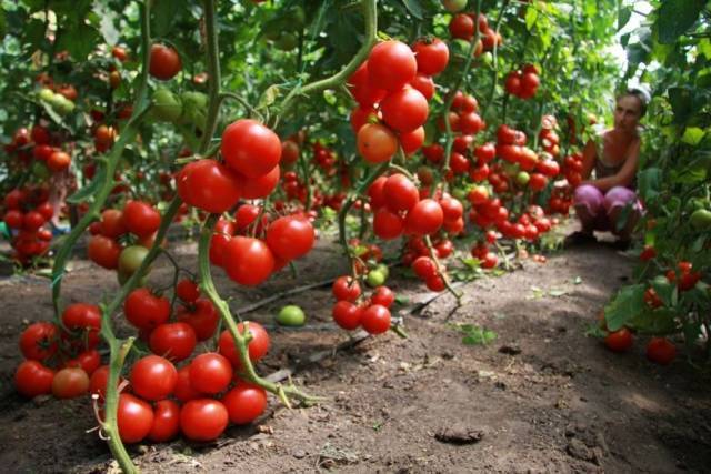 Самые урожайные томаты для теплиц