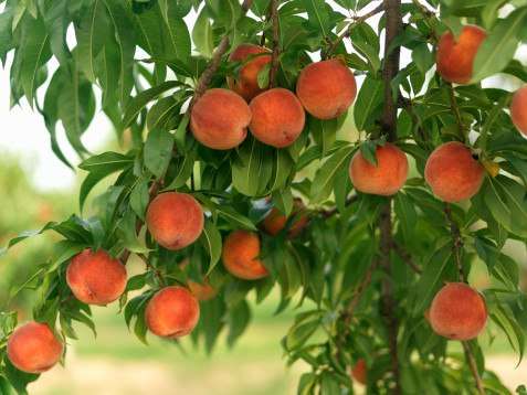 Как растут персики фото