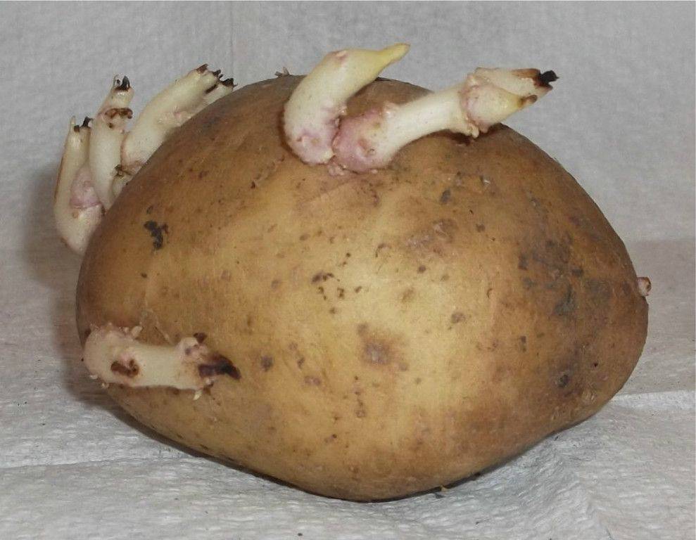 фото проросшей картошки