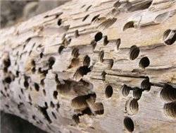 Как избавиться от короеда в деревянной бане