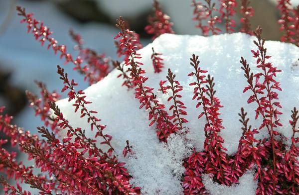 Распространенные мифы о зимнем укрытии растений
