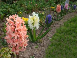Цветы гиацинты посадка и уход