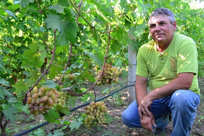 Советы опытных виноградарей для укрытия винограда на зиму