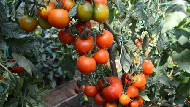 Кистевые помидоры сорта фото