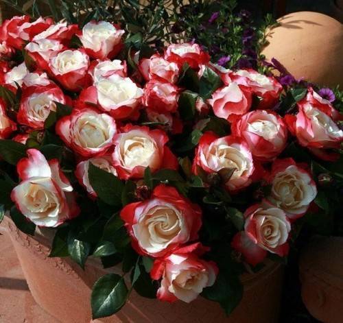 Сорта садовых роз с фото и названиями