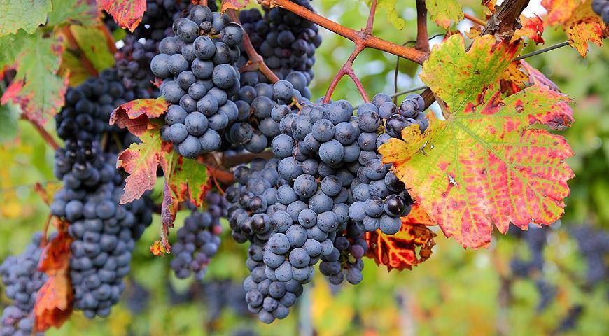 Посадка саженцев винограда осенью