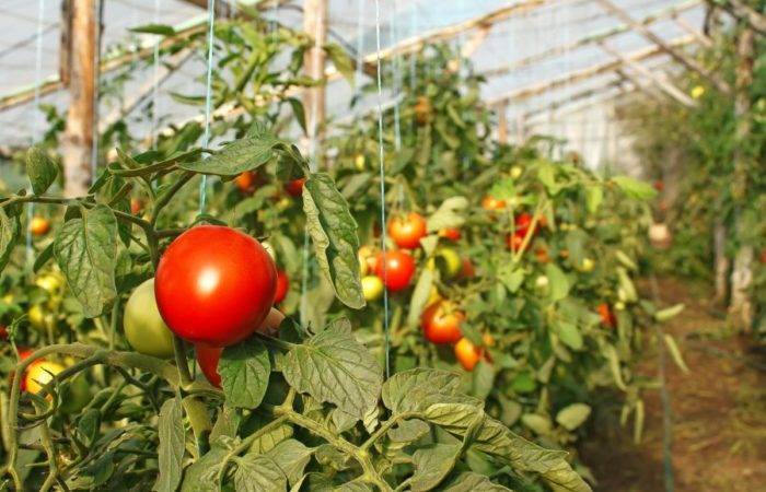 Подвязанные томаты в теплице