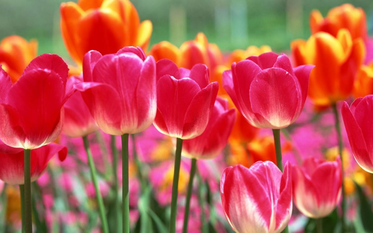 Как вырастить тюльпаны к 8 марта в домашних условиях?