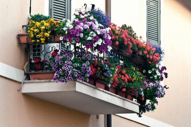 Ампельные растения для балкона