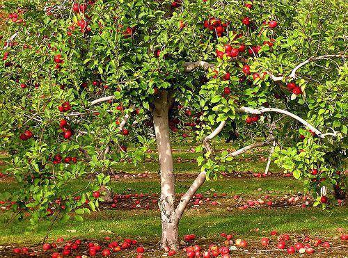 Как правильно произвести обрезку яблонь