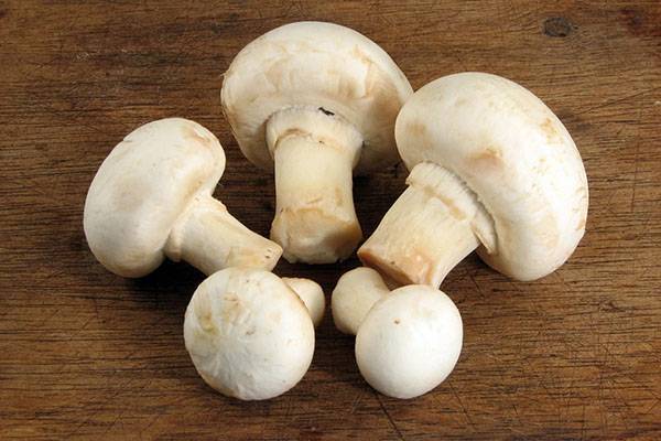 Как вырастить грибы шампиньоны в домашних условиях — Сад и огород