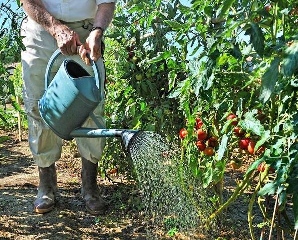 Как часто нужно поливать помидоры в теплице