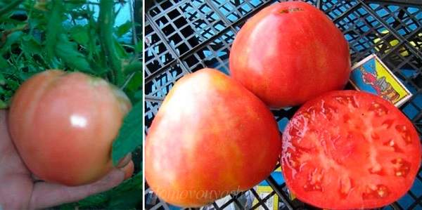 Как правильно поливать помидоры в теплице