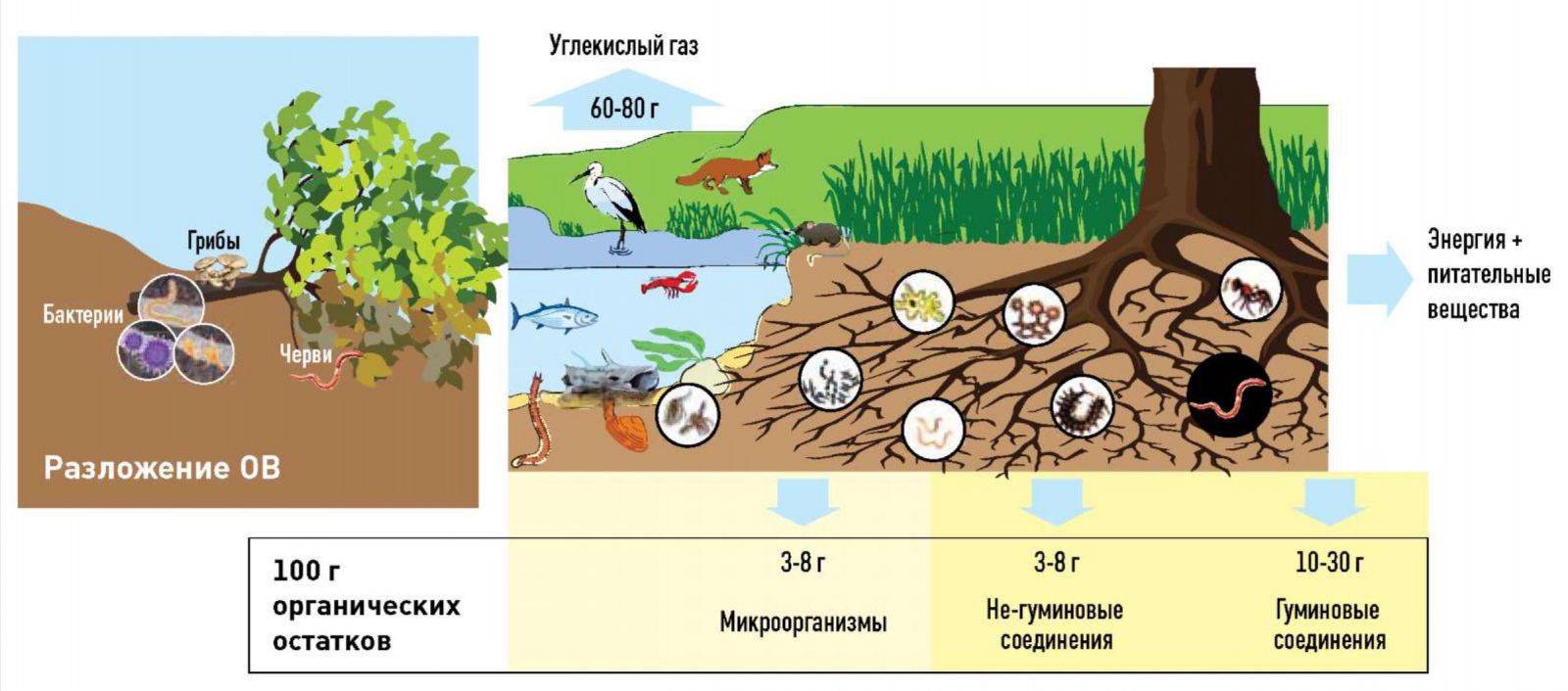 Микрофлора почвы схема