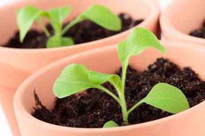 Вырастить петунию из семян в домашних условиях