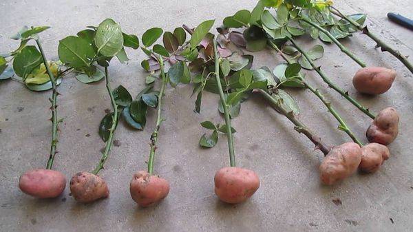 Проращивание черенков роз в картофеле