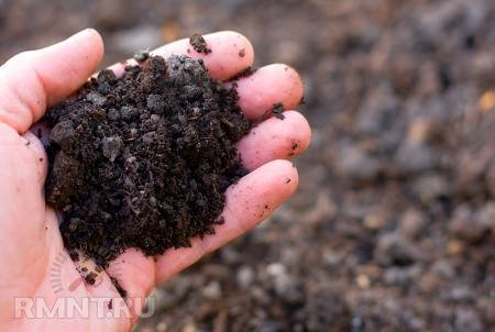 Как улучшить песчаную почву на огороде