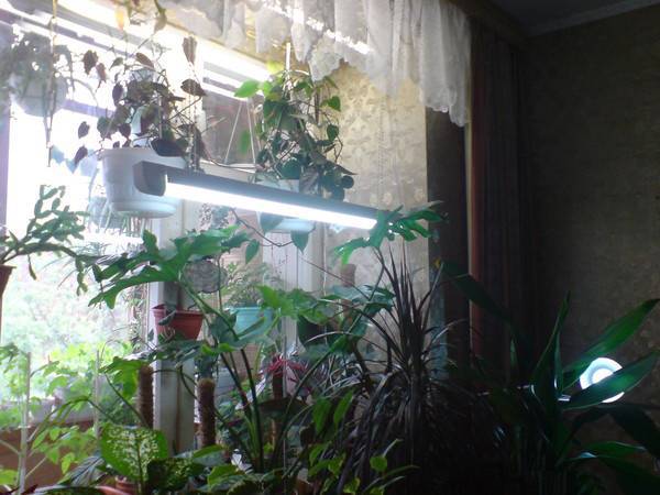 Досвечивание комнатных растений