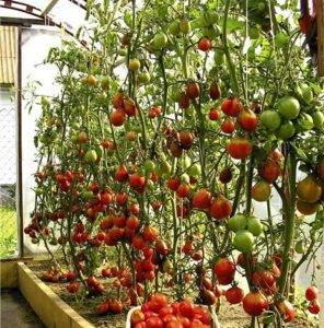 Как правильно вырастить помидоры в теплице