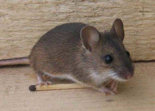 Чем травить мышей в квартире