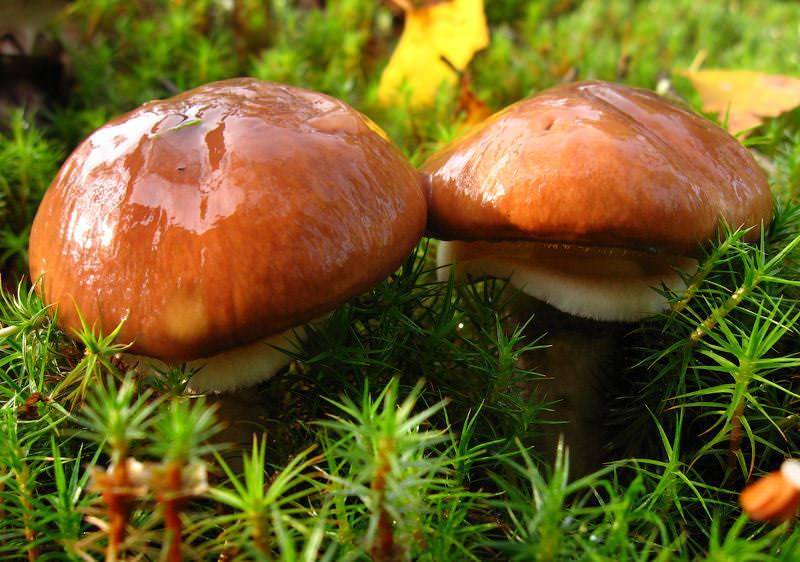 Один из обильно размножающихся и приносящих массовый урожай гриб — это масленок