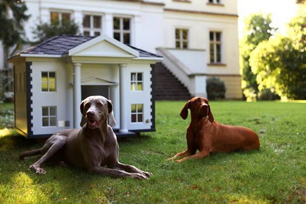 Собаки для охраны дома и семьи