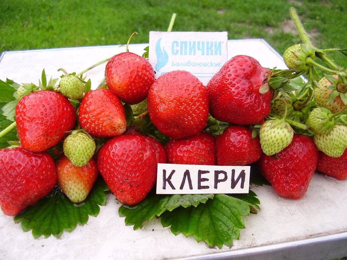 Ранние сорта клубники в украине