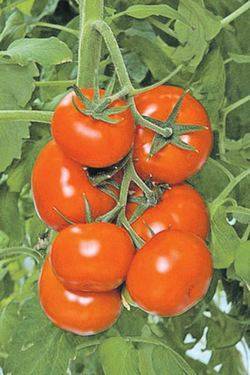 Низкорослые сорта помидоров славятся своей урожайностью