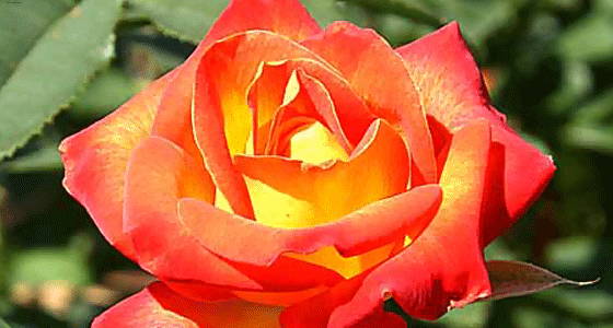 10410 Роза Ред Голд (саженец розы флорибунда)