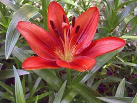 Распространен цветок на таких континентах, как Азия, Европа и Северная Америка. С лилией существует множество легенд.