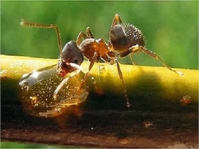 Чтобы муравьям доставить дискомфорт человеку им не обязательно проникать в дом.