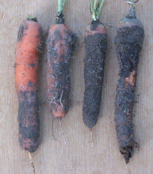 Фомоз моркови или Сухая гниль