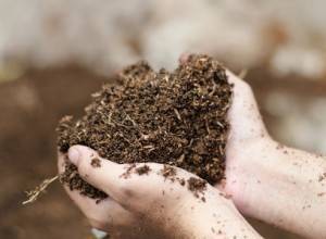 Как проверить кислотность почвы на даче
