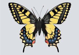 Желтая бабочка с черными пятнами