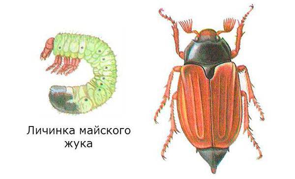 личинка и взрослая особь майского жука