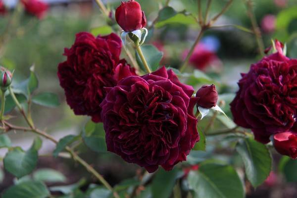 Пионовые розы фото