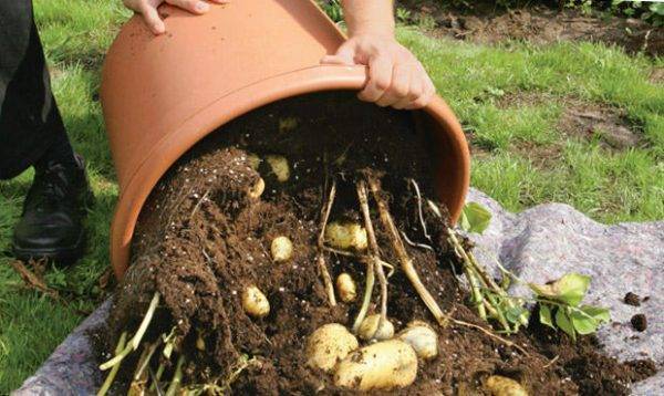 выращивание картофеля в бочке