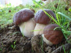 Как посадить грибы на даче видео