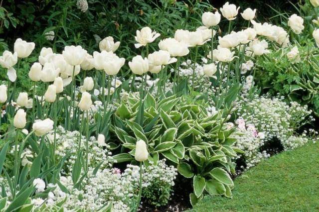 Растения на «белом» цветнике должны поддерживаться в идеальном состоянии