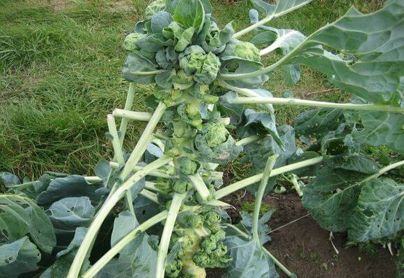 Выращивание брюссельской капусты от посева до урожая